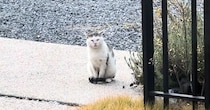 外で頑張り続けた『傷だらけのボス猫』が保護されて…涙あふれる『物語の結末』に感動の声「胸がいっぱいに」「泣いてしまった」と20万再生