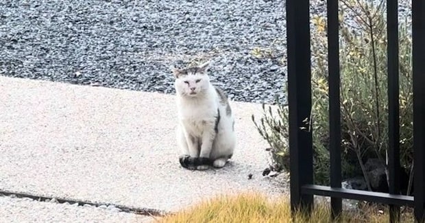 外で頑張り続けた『傷だらけのボス猫』が保護されて…涙あふれる『物語の結末』に感動の声「胸がいっぱいに」「泣いてしまった」と20万再生