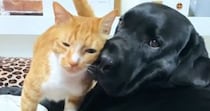 全力で愛情表現をしてくる『愛が重すぎる猫』に大型犬は…微笑ましい『攻防戦の様子』に「しつこさに笑ったｗ」「好きが止まらないｗ」と反響
