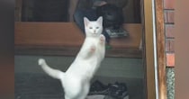猫が庭にいる『大好きな飼い主』を見つけた次の瞬間→どうしても近くに行きたくて…まさかの行動に「顔がムニってｗ」「忍者みたい」と18万再生