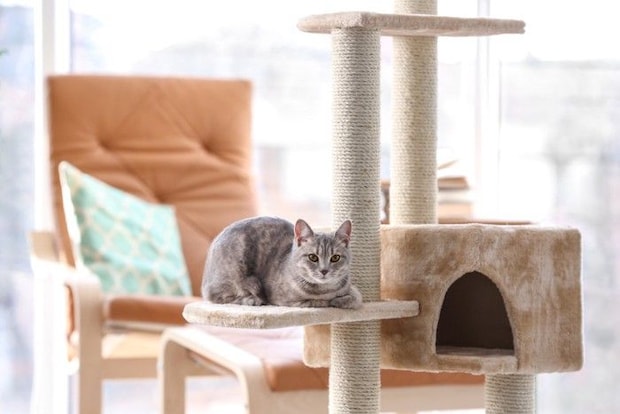 タワーでくつろぐ猫