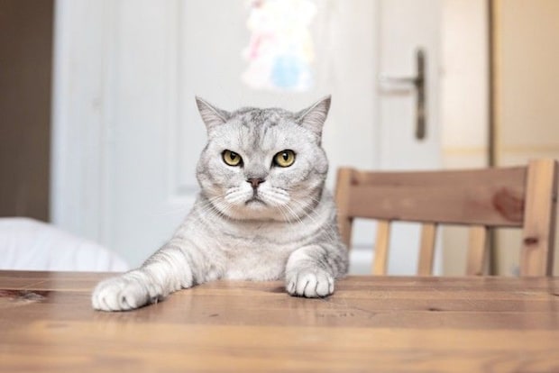 テーブルに手を乗せる猫