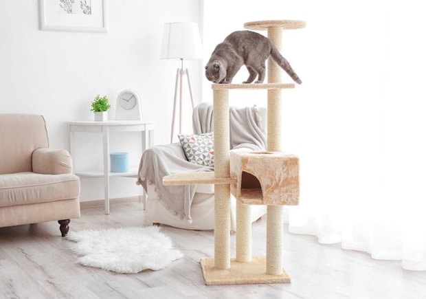 タワーで遊ぶ猫