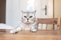 猫が『テーブルの上』に乗りたがる理由5選　止めさせたほうがいい？困ったときの対処法も解説