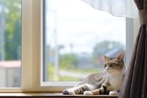 猫が『留守番中』に思っていること4つ　寂しさは感じているの？不安にさせないコツも