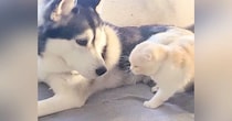 『犬に育てられた猫』→犬が毛づくろいをしていると…『尊すぎる光景』が4100万再生「なんて平和なんだ」「あまりにも癒されて涙が出た」