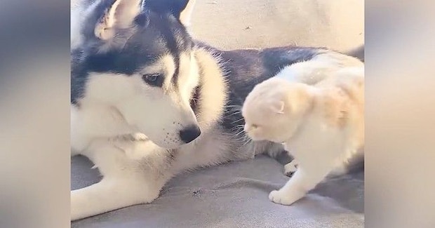 『犬に育てられた猫』→犬が毛づくろいをしていると…『尊すぎる光景』が4100万再生「なんて平和なんだ」「あまりにも癒されて涙が出た」