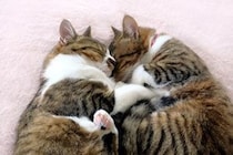 猫が幸せを感じた時にみせる10の仕草