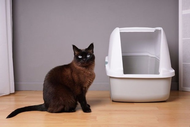 猫トイレの横に座る猫