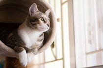 猫がよく使うアイテムには『最適な置き場所』がある？5つの用品ごとの解説から環境作りのコツまで
