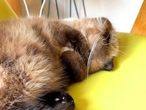 お昼寝する猫→イビキをかいていると思ったら、次の瞬間…『尊い光景』が10万再生「鼻の前にマイク置きたい」「いい子いい子したくなる」