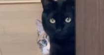 2年ぶりに『実家に帰省』→愛猫たちと再会した結果…『まさかの光景』が58万再生「不審者を見るようなｗ」「絵にかいたような誰や顔ｗ」