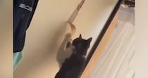 破れかけた『ふすま』を放置していたら、ネコが…２週間後の『衝撃的な光景』に「主が寛大すぎるｗｗ」「工事完了ｗ」と爆笑する人が続出