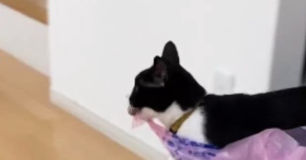 ボールが取れなくなってしまった猫→予想外の『力技すぎる行動』に爆笑の声「セールの帰りかなｗ」「すごい力持ちｗ」と20万再生