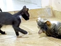 保護して１ヶ月の子猫→先住猫と交流させると…『愛を感じる対応』にほっこりする人が続出「本当に素敵な光景」「頼もしくて優しい」と絶賛