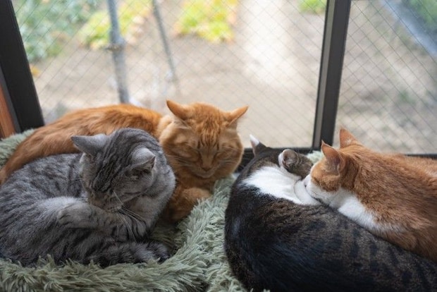 窓辺で安心して眠る4匹の猫たち