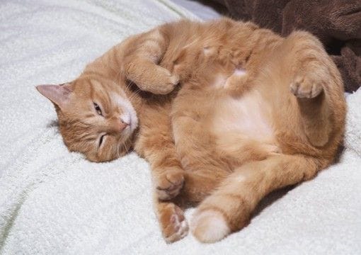 猫があなたに『心を許している』ときにみせるサイン4つ　行動の意味や打ち解けるためのコツも解説