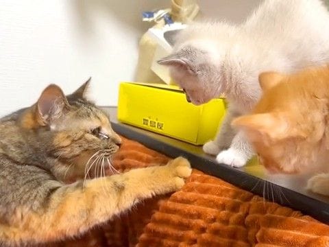 ２匹の保護子猫→先住猫と初対面したら、顔を近づけて…微笑ましい『ごあいさつの光景』に反響「優しさがとんでもない」「もう寂しくないね」