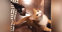大きな声で鳴いて『おやつをおねだりする猫たち』→8年後…尊すぎるビフォーアフターが123万再生「変わらない可愛さ」「まだまだ赤ちゃん」