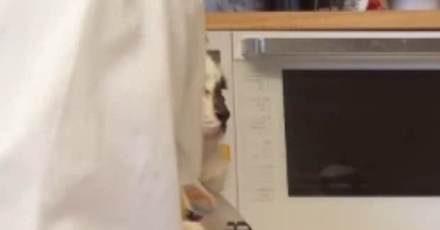 夕飯の支度中、猫を『ショッピングバッグ』に入れてみたら…あまりにも『赤ちゃんすぎる光景』が41万再生「安心しきってるｗ」「幸せだねぇ」