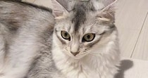 出かける気配を察知して『通せんぼしていた猫』→スルリと抜けられてしまい…『まさかの表情』が話題「早く帰りたくなるねｗ」「かわよい抵抗」