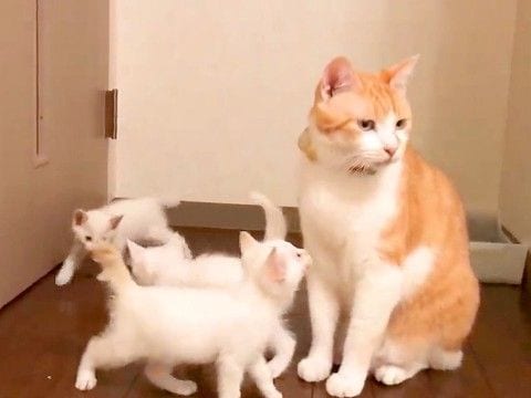5匹の保護子猫と初対面した先住猫→まわりを囲まれてしまい…予想外な『はじめましての光景』が78万再生「最後乗られてるしw」「ママか」