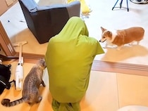 中学生の女の子が、全身にクッションカバーをかぶった結果→見ていた犬と猫が…『ドン引きする光景』に反響「不安そう」「笑いが止まらない」