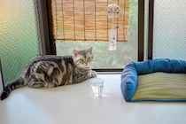 気温が上がる前に備えたい『猫のための暑さ対策』4選　便利なアイテムや活用法もご紹介