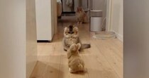 猫たちがぴょこぴょこ動く『うさぎ型ロボット』を見た結果…笑ってしまう『リアクション』が21万再生「すべてが可愛い」「話し合ってるｗ」