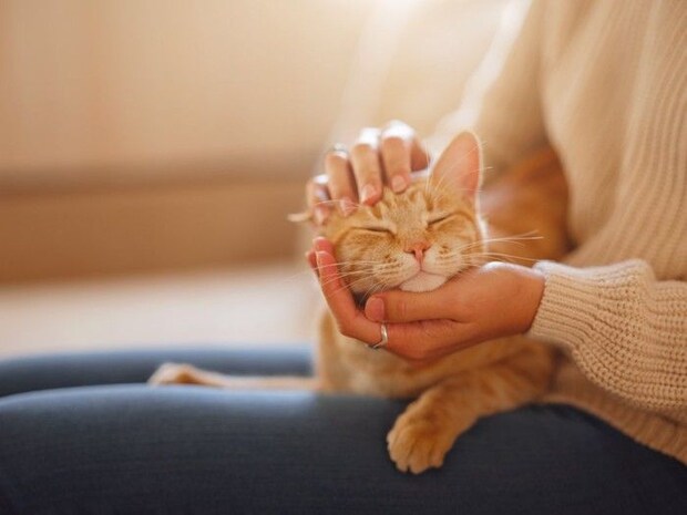 猫をなでる手