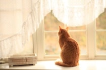 『寂しがりな性格の猫』にみられる特徴5選　心細いときのサインや飼い主が注意すべきポイント
