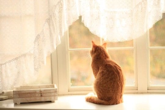 『寂しがりな性格の猫』にみられる特徴5選　心細いときのサインや飼い主が注意すべきポイント