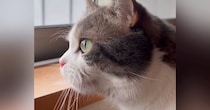 窓の外を眺める猫→帰ってきた『大好きなお姉ちゃん』に気づくと…尊すぎる『予想外の鳴き声』が245万再生「おかえりかなｗ」「たまらん」