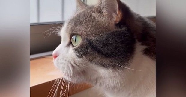 窓の外を眺める猫→帰ってきた『大好きなお姉ちゃん』に気づくと…尊すぎる『予想外の鳴き声』が245万再生「おかえりかなｗ」「たまらん」