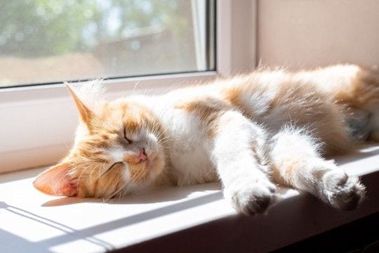 猫の『睡眠』に関するヒミツ3つ　夢を見ることはあるの？気になる疑問を解説