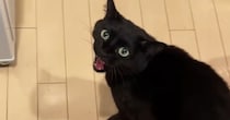 パパのもとにやってきた黒猫→怒っているかと思いきや…とんでもなく尊い『甘え方』が363万再生「スーパーツンデレｗ」「本当に愛らしい」