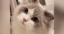 お風呂の『出待ちをする猫』→飼い主が出てくると…とんでもなく尊い『健気な様子』が46万再生「キャー可愛すぎ」「ずっと見てしまう」と悶絶