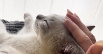 気持ちよさそうに撫でられる子猫→飼い主が『手を止める』と…続けざるを得ない『かわいいアピール』に「エンドレスマッサージ」「天使」と反響