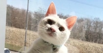 ふと、『窓辺にいる猫』を見たら…想像以上に『おっさんすぎる光景』に「公園とかで見たことあるｗ」「よく来たなと言ってそうｗ」と１万いいね