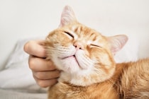 猫が『生きがい』を感じる瞬間3選　満足度を高める習慣や飼い主が心がけたいこと