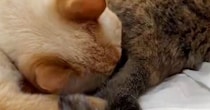 同居猫のおしりの匂いを嗅いで『クサそうな表情を見せた猫』→次の瞬間…まさかの行動が106万表示「何回も見てしまうｗ」「ほんと好きｗｗ」