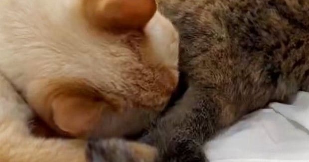 同居猫のおしりの匂いを嗅いで『クサそうな表情を見せた猫』→次の瞬間…まさかの行動が106万表示「何回も見てしまうｗ」「ほんと好きｗｗ」