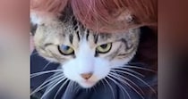 猫のことを後ろから『ギュー』と抱きしめたら…『怒り方』が可愛すぎると39万再生「わかってるけどやっちゃうｗ」「まんざらでもなさそうｗ」