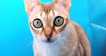 小型の撮影スタジオを設置したら、猫が入ってきて…可愛すぎる行動に笑ってしまうと32万表示「ネコホイホイｗ」「わたしが一番でしょう？」