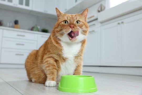 猫が『ご飯の前に騒ぐ』ときの対処法4つ　無視しても大丈夫？取り入れたい工夫もご紹介