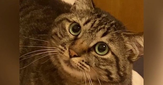 『苦手な人』が目の前に現れたら、猫は……分かりやすすぎるリアクションに爆笑「動きがなめらかｗ」「進化系コミュニケーション」と33万再生
