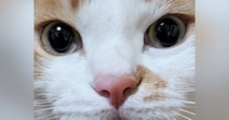 まん丸おめめの『可愛らしい顔をした猫』→リラックス中に撮影したら…驚きの『変貌ぶり』に「何かの間違いでしょｗ」「寝起きｗ」と爆笑の声