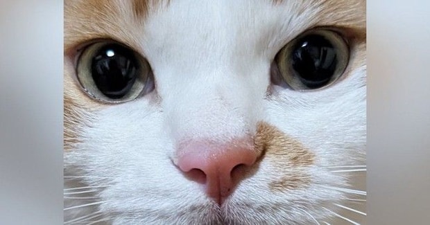 まん丸おめめの『可愛らしい顔をした猫』→リラックス中に撮影したら…驚きの『変貌ぶり』に「何かの間違いでしょw」「寝起きw」と爆笑の声