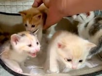 好奇心旺盛な４匹の子猫→ペットシーツを直そうと、ケージの扉を開けた瞬間…『コントのような光景』が話題「エンドレスかと」「無限ループｗ」