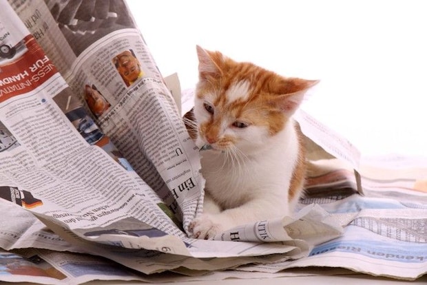 新聞にいたずらする猫